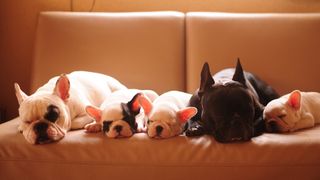 Family of French bulldogs sleeping