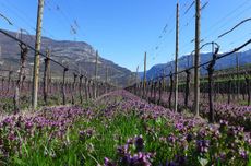boutique italian wine estate for sale, trento