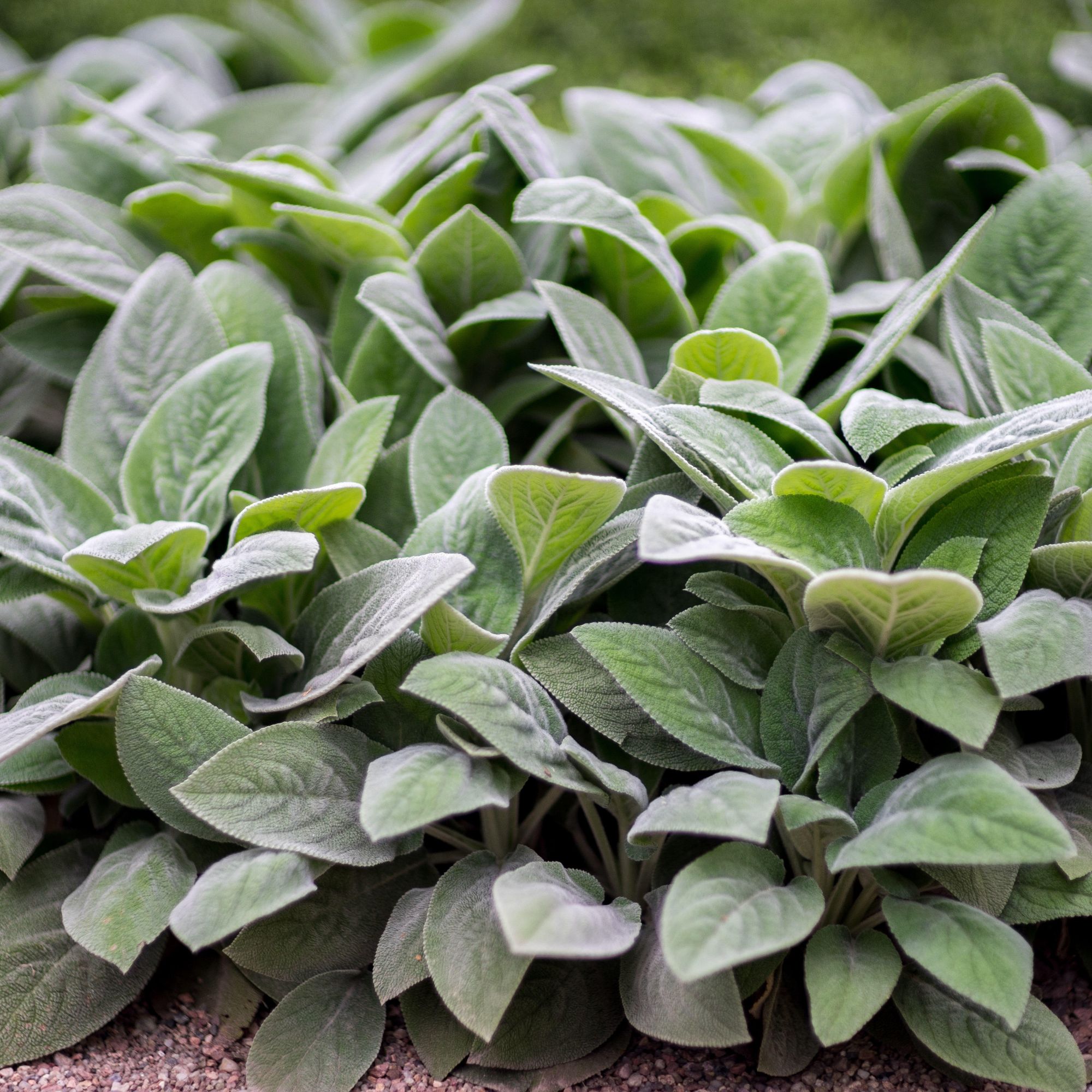 Lambs ear plant in garden