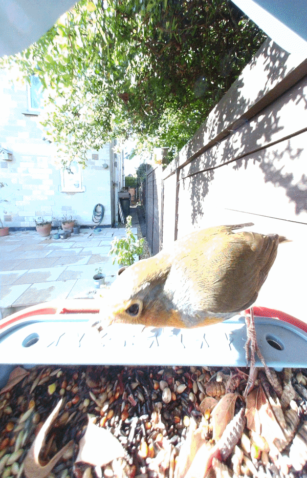 Sample video of a robin from the Bird Buddy 2