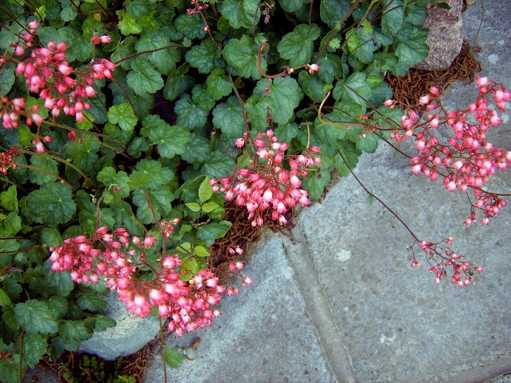 coral bells1