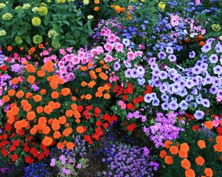 A colorful flower bed with petunias