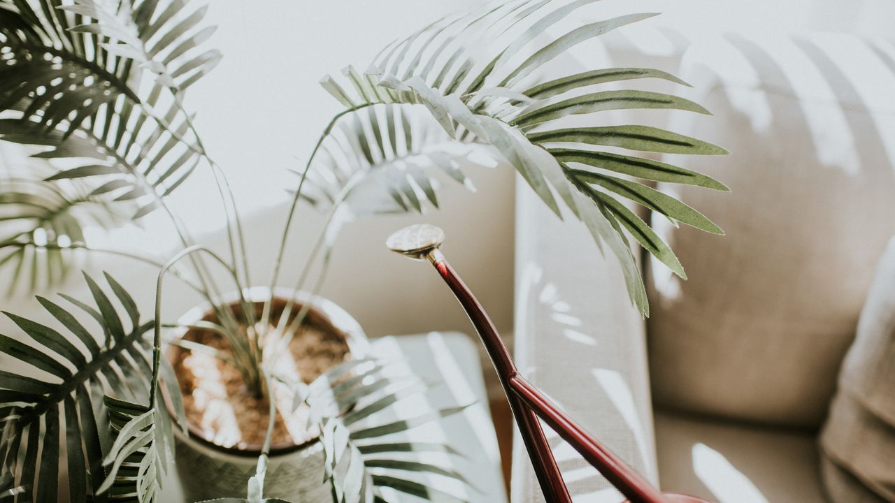 House plant and watering can on sunny window sill