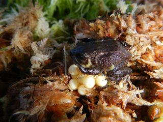 A female Pristimantis attenboroughi, a newly described frog species named for Sir David Attenborough, guards her eggs.