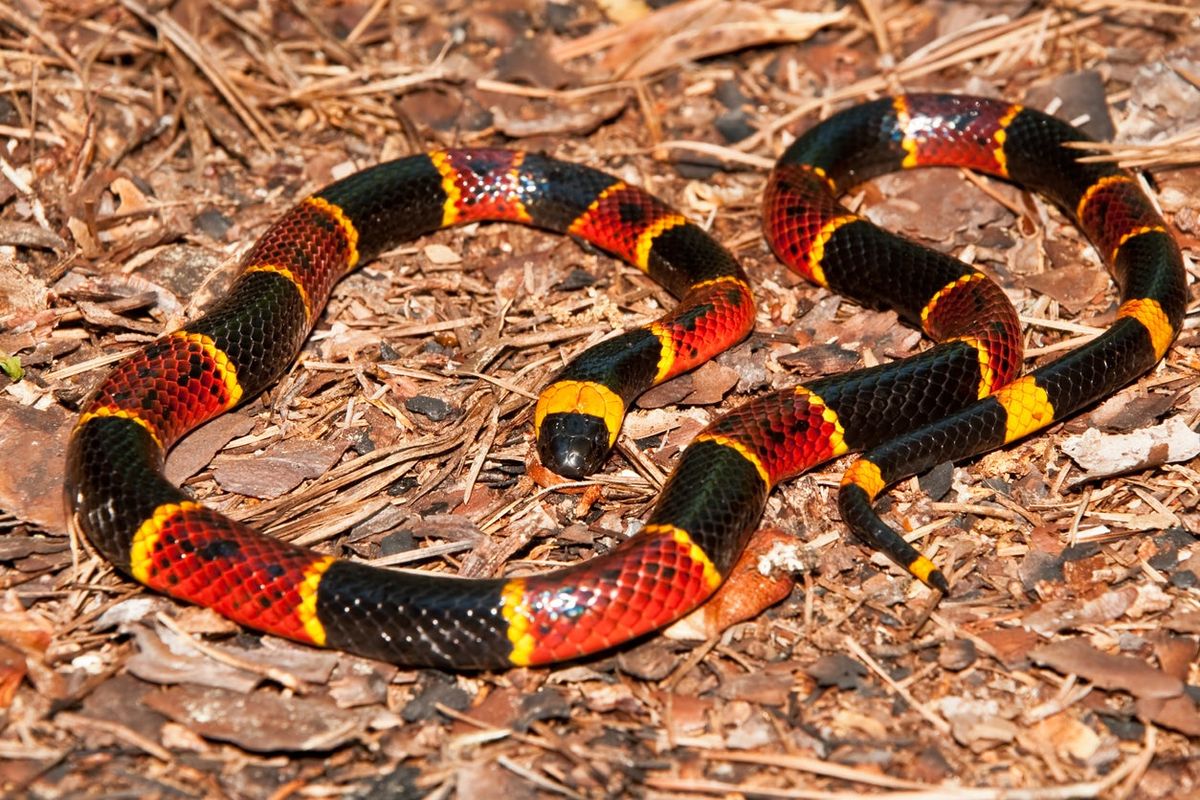 Southern Snake Varieties: What Are Common Snakes In The South Central U ...