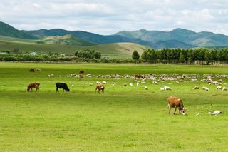Cows and sheep on a field in Inner Mongolia.