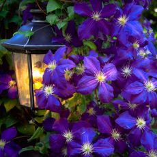 Happy Jack purple climbing clematis blooming into fall alongside a garden light