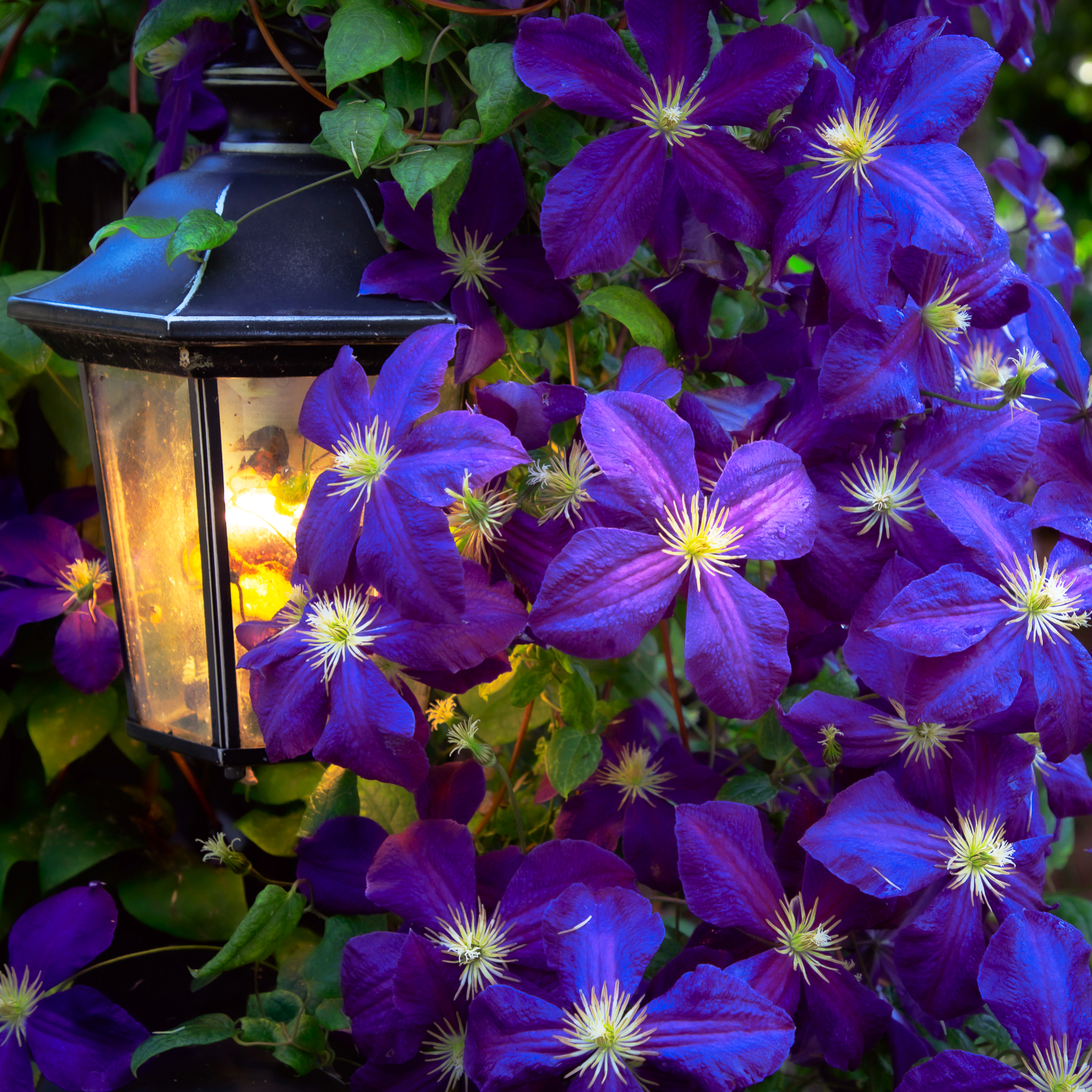 Happy Jack purple climbing clematis blooming into fall alongside a garden light