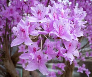 Purple azaleas in flower