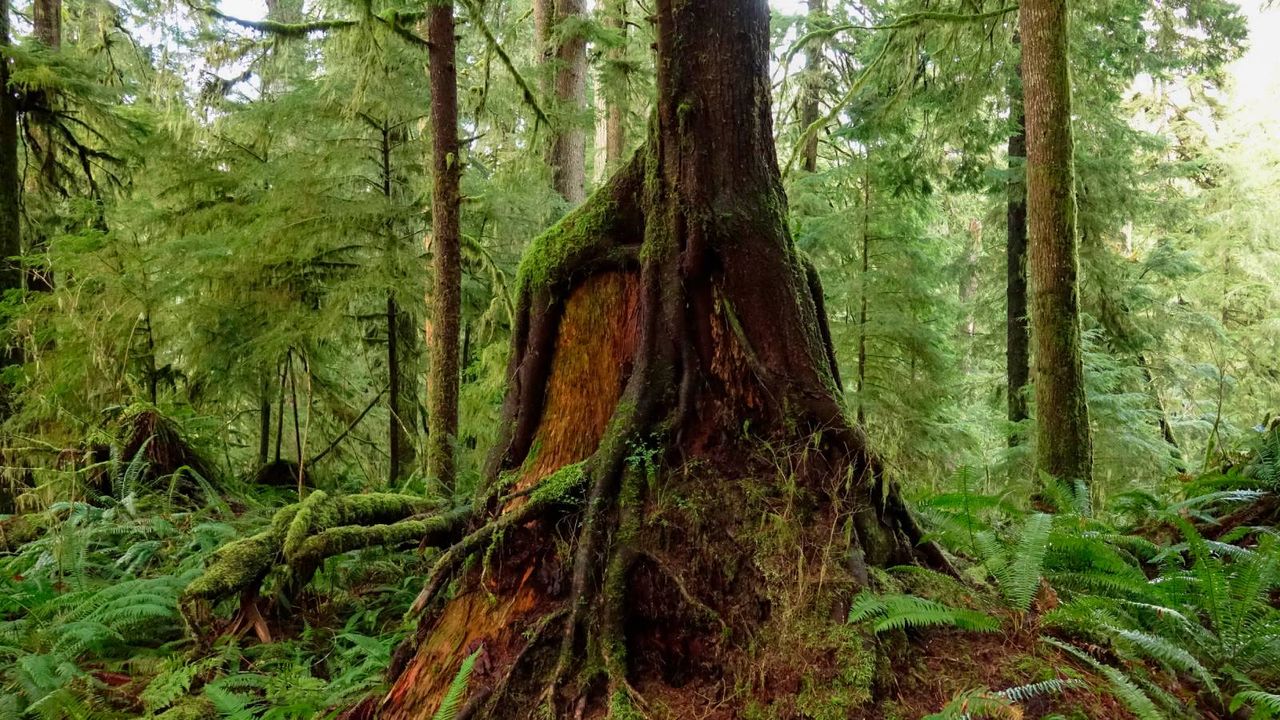 Moss-covered tree grows out of an old tree stump in the forest