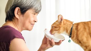 Cat eating food from owner