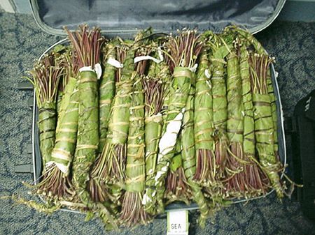 What Is Khat | Why the Herbal Stimulant 'Khat' Was Banned | Live Science