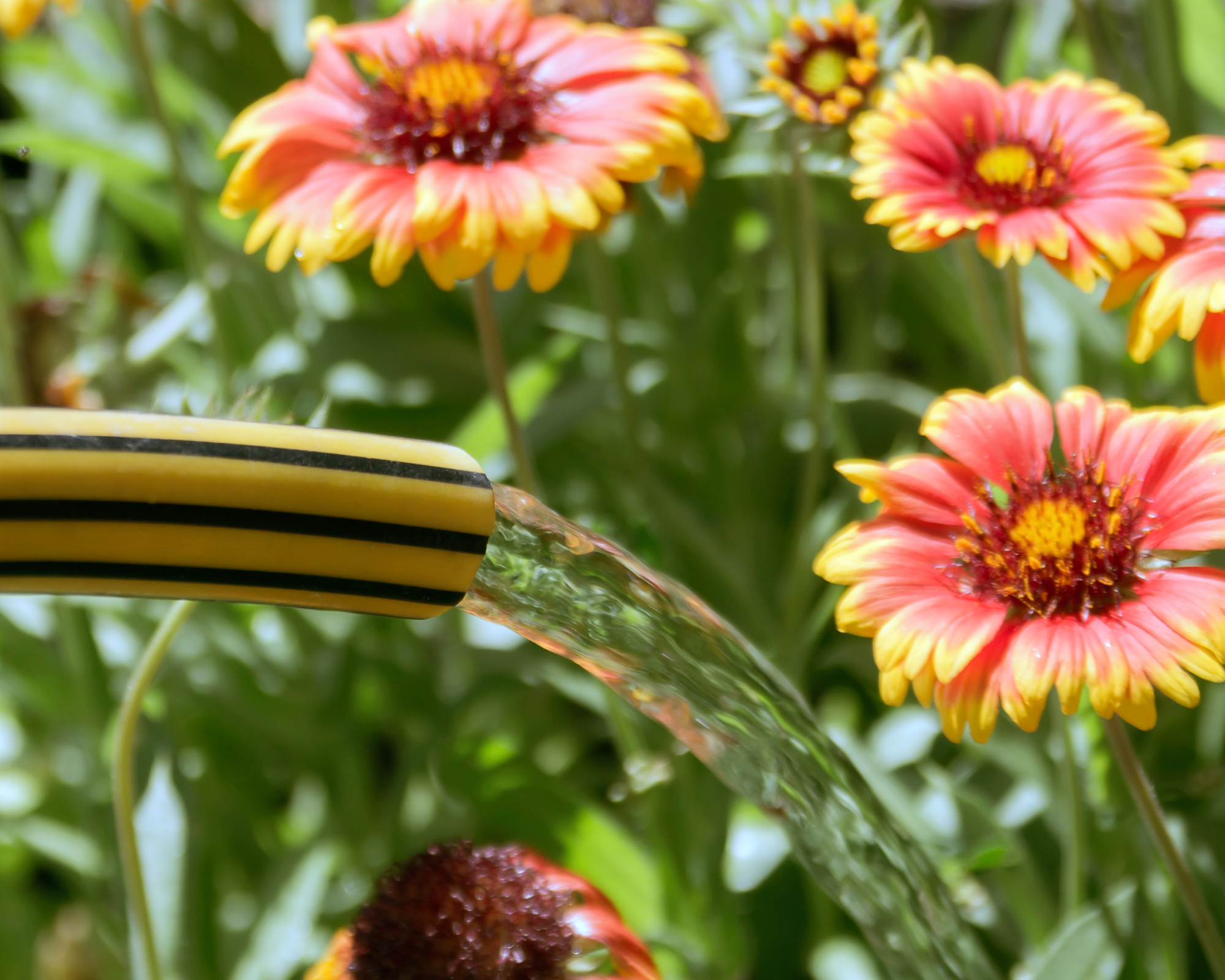 Watering flowers with a hose in summer garden.