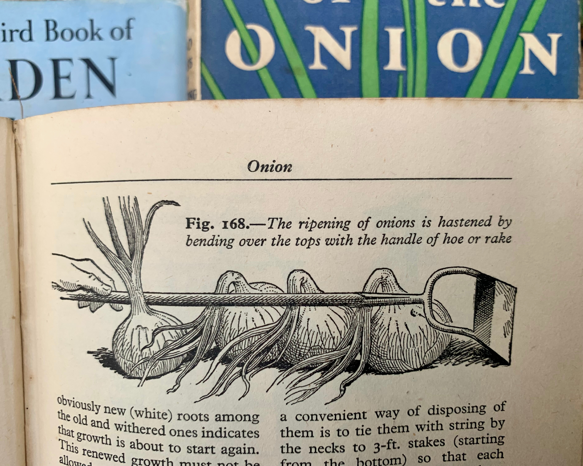 old book showing a gardening tip about ripening onions