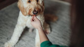 Dog being fed a treat