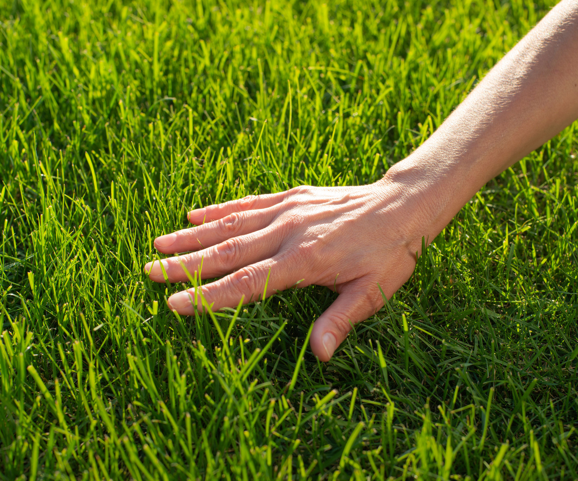 hand brushing surface of lush grass on lawn