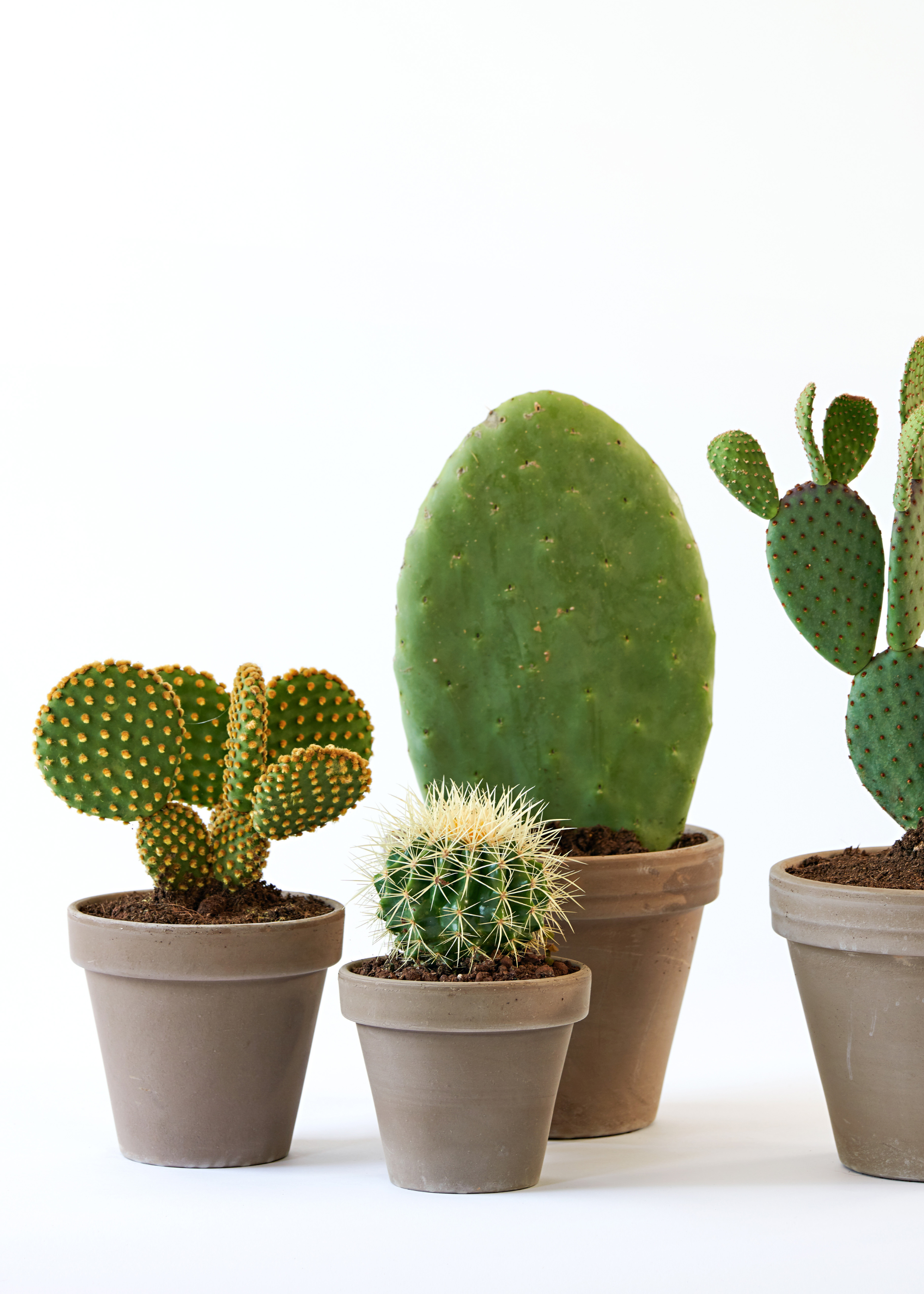 A collection of mini potted cacti, including a ball cactus