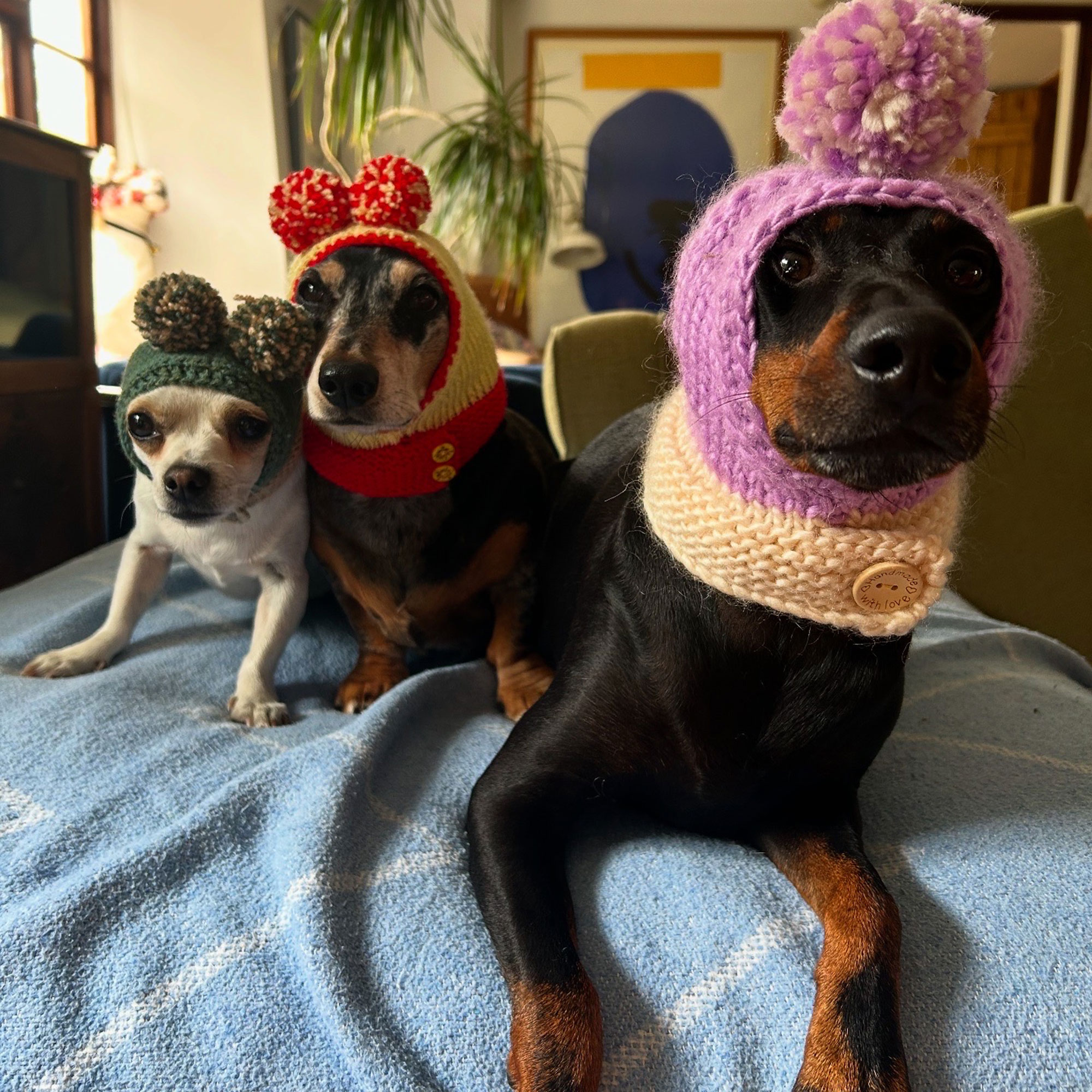 Three dogs on blanket with woolly pom-pom hats on