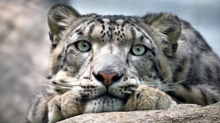Close up of snow leopard at zoo.