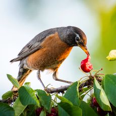 robin eating cherry in tree