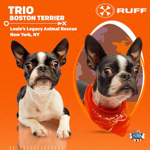 Puppy Bowl 2025 Trio