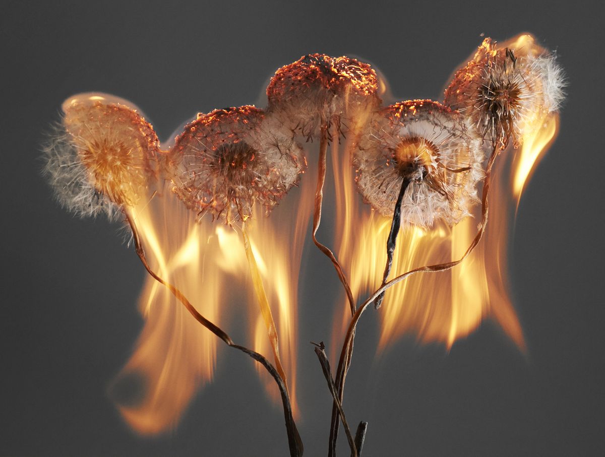 New photo book An Exploding World by Rankin features dandelions on fire