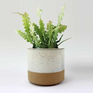 Fishbone cactus in speckled two tone ceramic plant pot