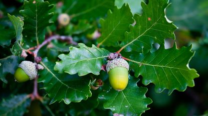 Acorns on oak tree