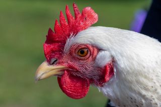 Close-up portrait of a Delaware chicken