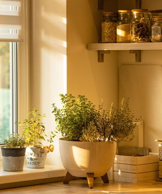 growing herbs in pots with thyme flourishing indoors