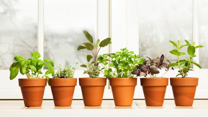 indoor potted herb garden