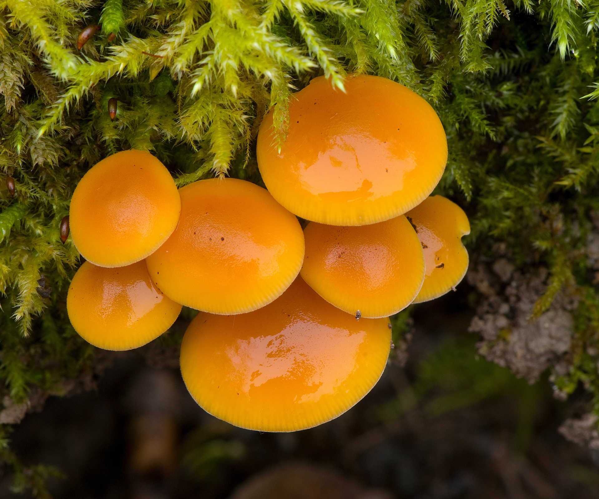 Velvet Shank, Flammulina velutipes, Denmark (Photo by: Education Images/Universal Images Group via Getty Images)