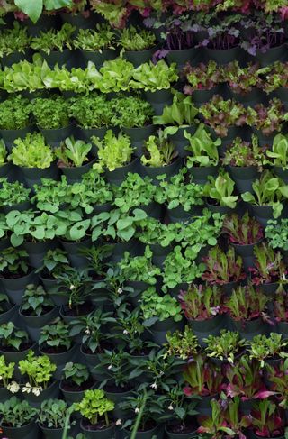 Vertical edible garden, with pots full of planted herbs and vegetables
