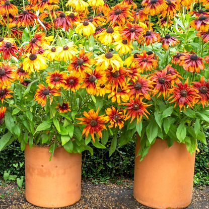 fall containers filled with echinacea and rudbeckia
