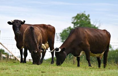 Gloucester cows