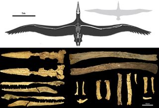 The fossils, which included several wing and leg bones as well as a complete skull, were discovered in 1983 when construction workers began their excavations for a new terminal at the Charleston International Airport. The species was named after the excav