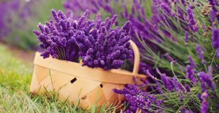 wicker basket of cut lavender