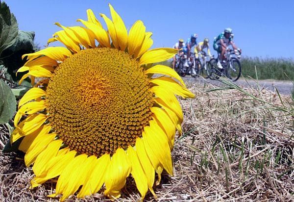 Sunflowers are an integral part of thh Tour de France and rumour has it they are planted just for the race.