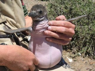 magellanic penguin chick