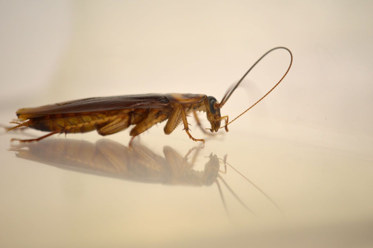 cockroach