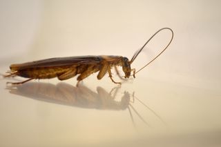 cockroach