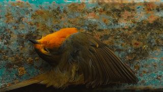 A close up image of a dead robin against a green lichen covered metal surface 