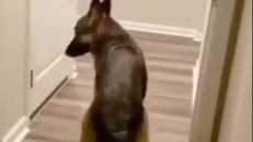 German Shepherd walks through doors backwards