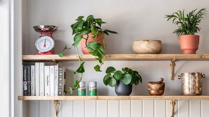 houseplants on kitchen shelving