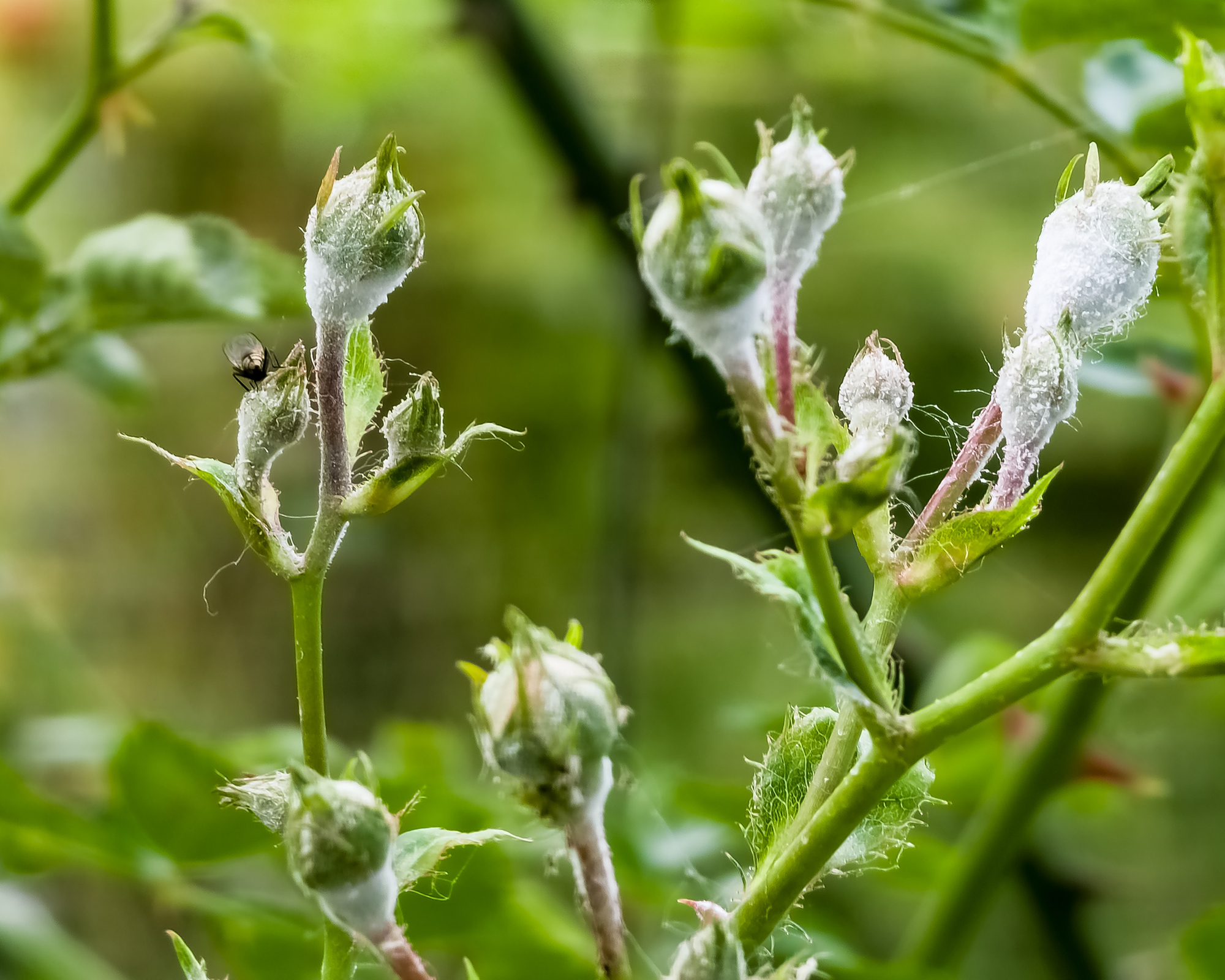 Rose buds infected with powdery mildew