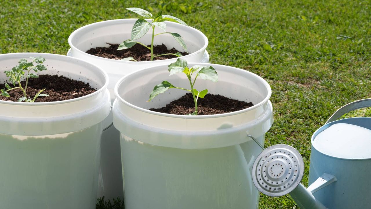 Small plants growing in 5-gallon buckets