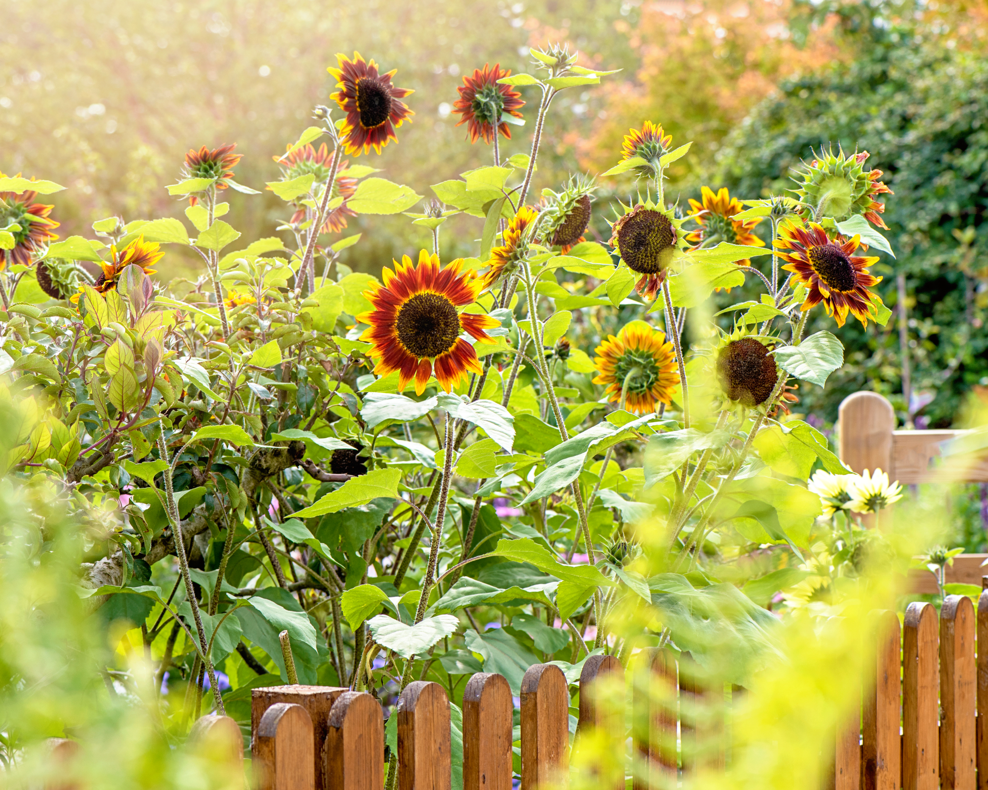 Sunflowers planted next to a fence