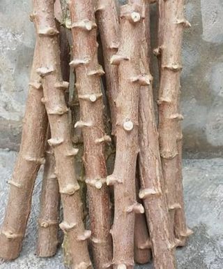 5 Cassava Plant Cuttings, Sweet Yuca Cassava Cuttings, Yuca Plant, Cuttings Unrooted for Planting, Shrub Plant