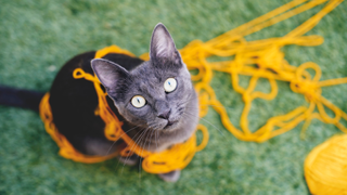 Russian blue cat tangled up in yellow yarn looking up at the camera