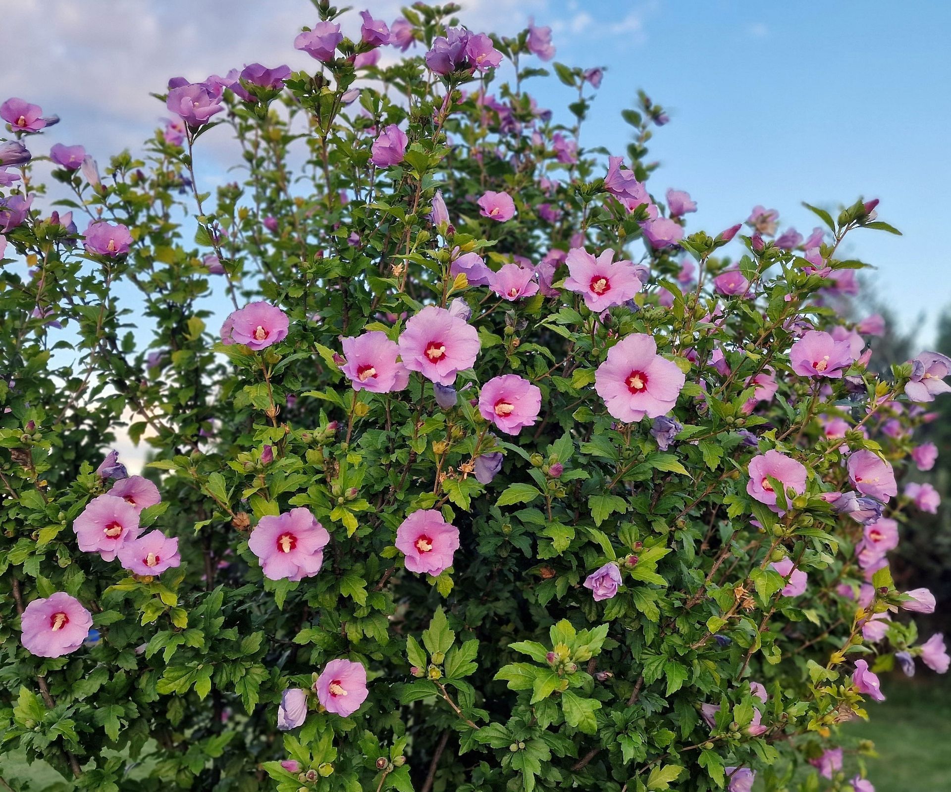 rose of Sharon shrub with lots of pink flowers